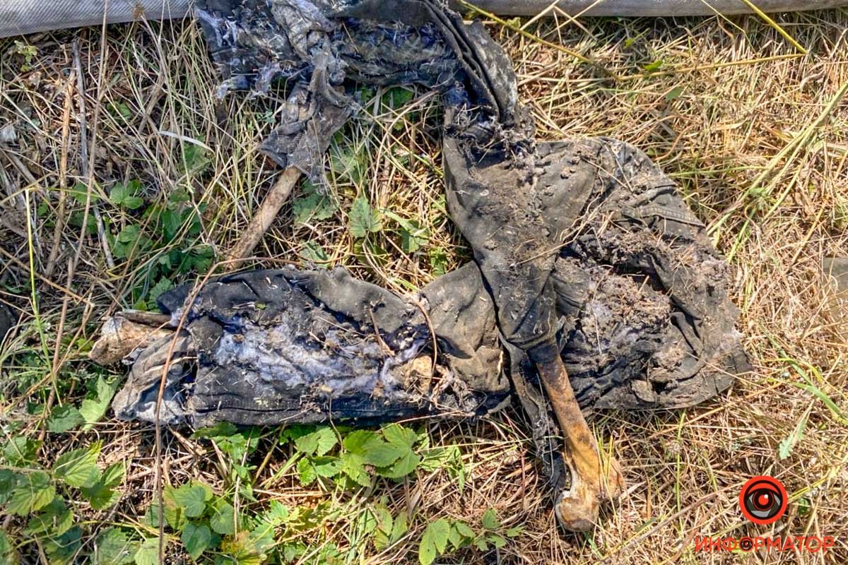 Удалось обнаружить лишь фрагменты