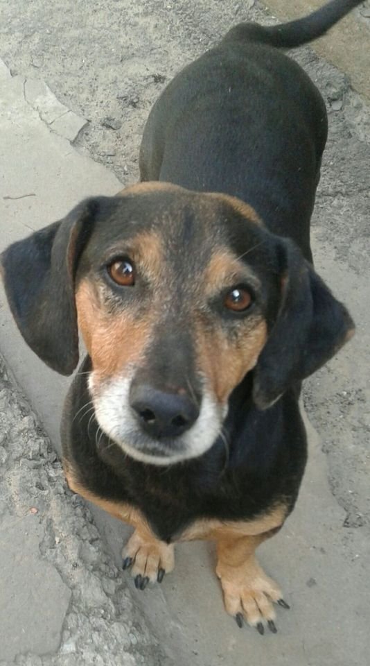 В Днепре пропало много животных: помогите найти 1