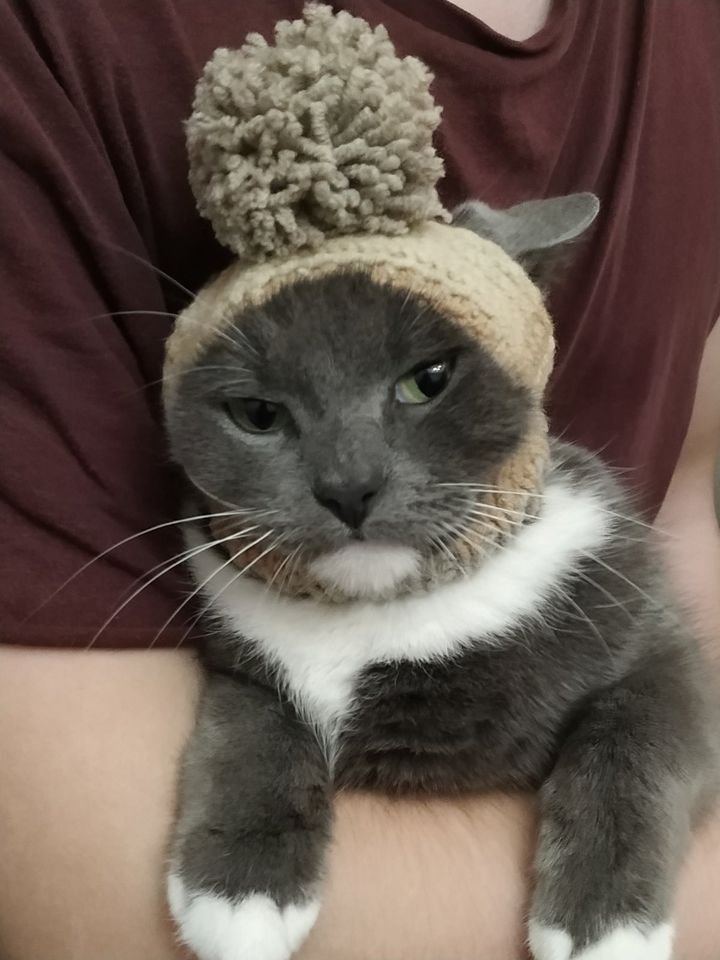 В Днепре пропало много животных: помогите найти 2