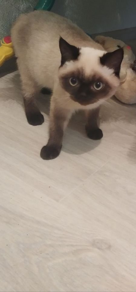 В Днепре пропало много животных: помогите найти 3