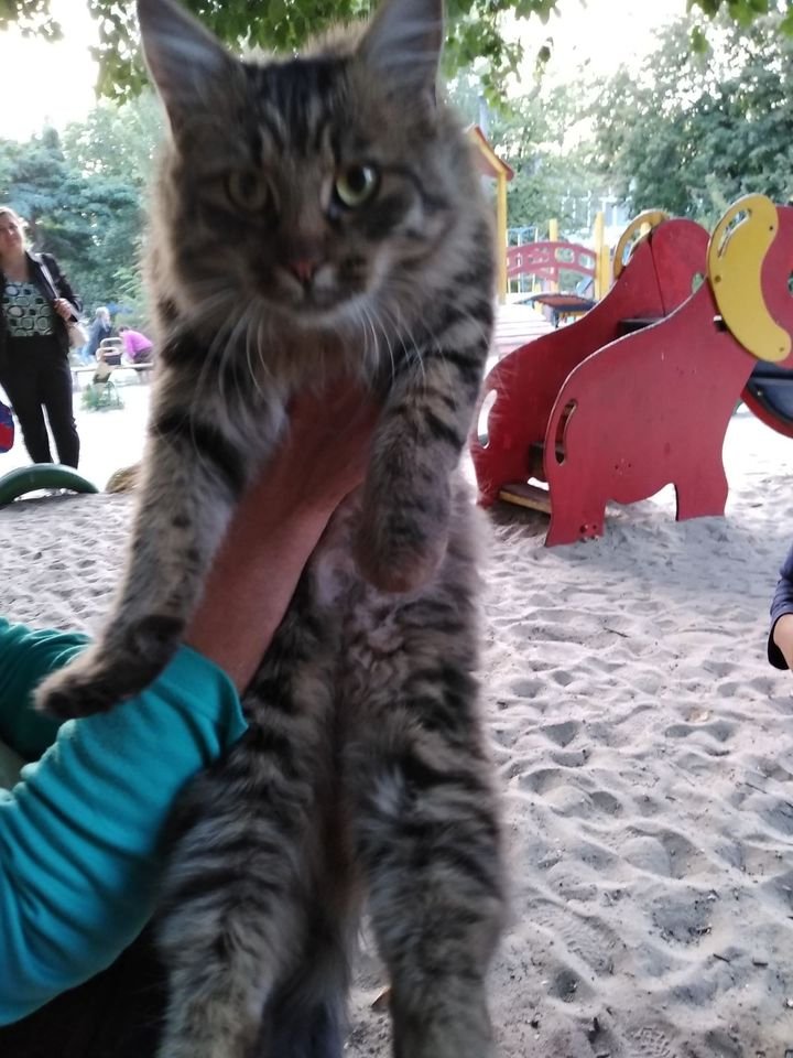 В Днепре пропало много животных: помогите найти 4