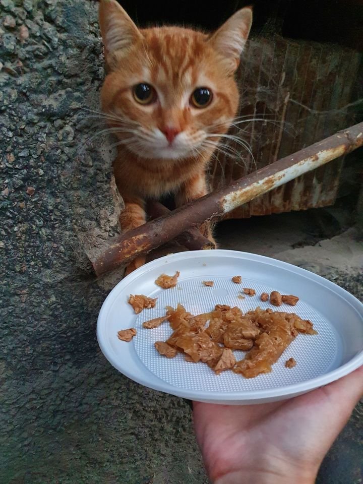 В Днепре пропало много животных: помогите найти 5