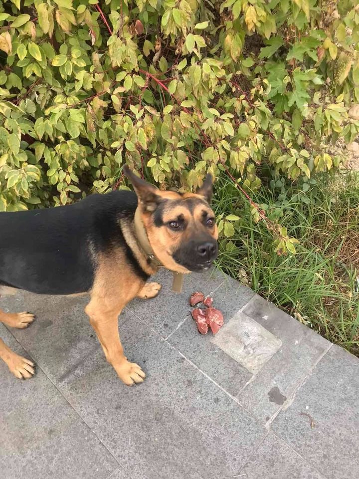 В Днепре пропало много животных: помогите найти 6