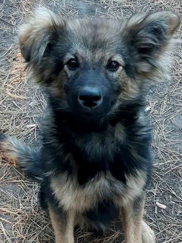 Ушки на макушке Ушки на макушке