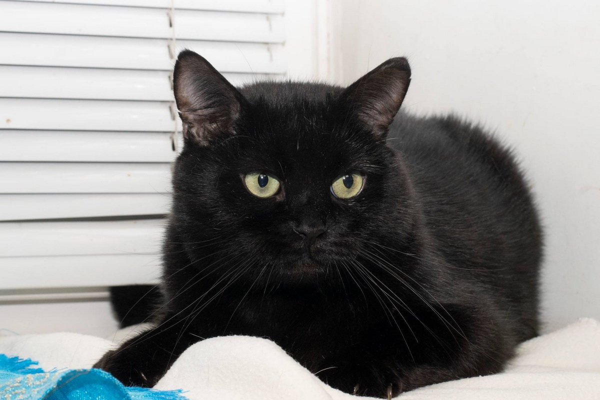 Роскошный британец Роскошный британец