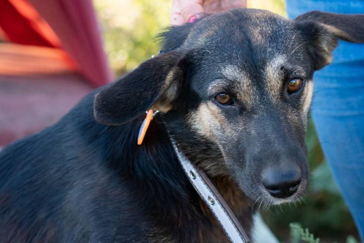 Дружелюбная, но с характером Дружелюбная, но с характером