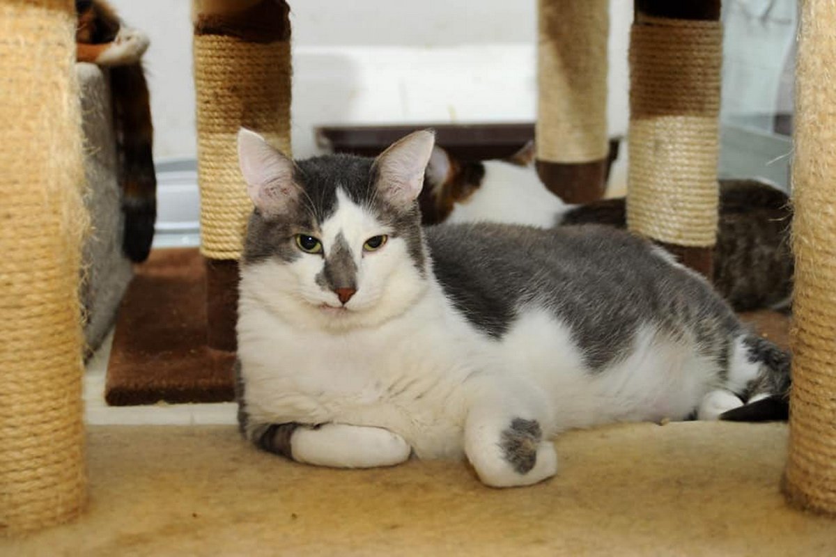 Стесняшка Стесняшка