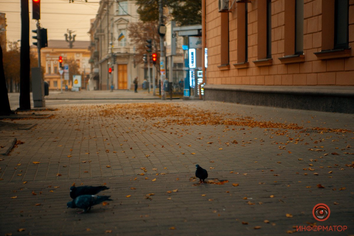 Пернатые обитатели улиц