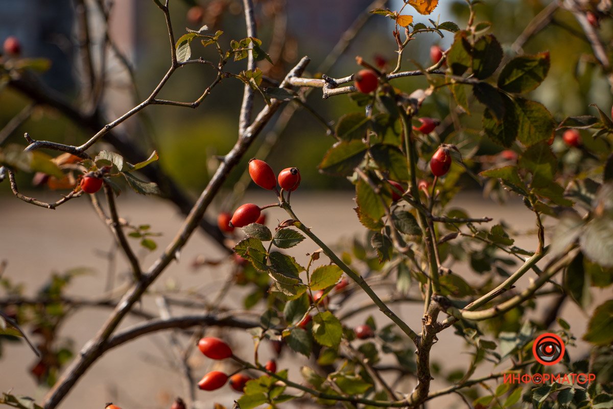 Множество зеленых насаждений