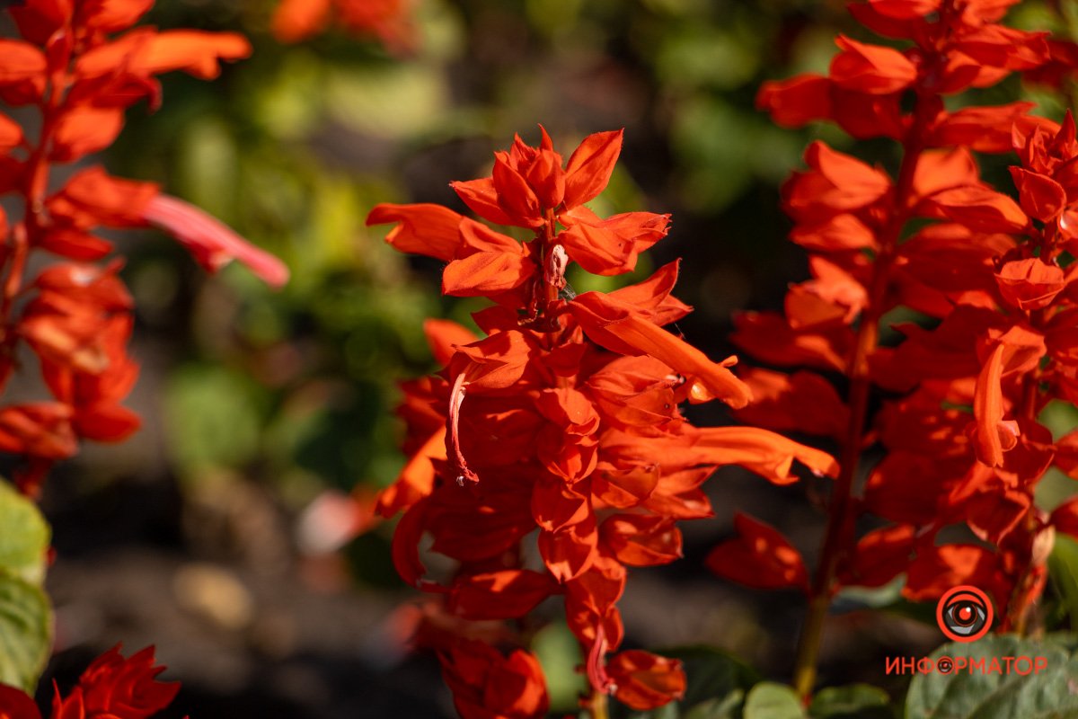 Множество цветов