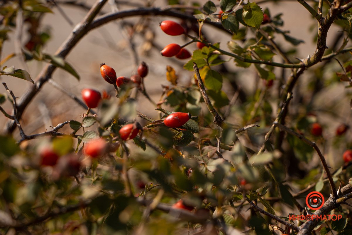 Представители флоры