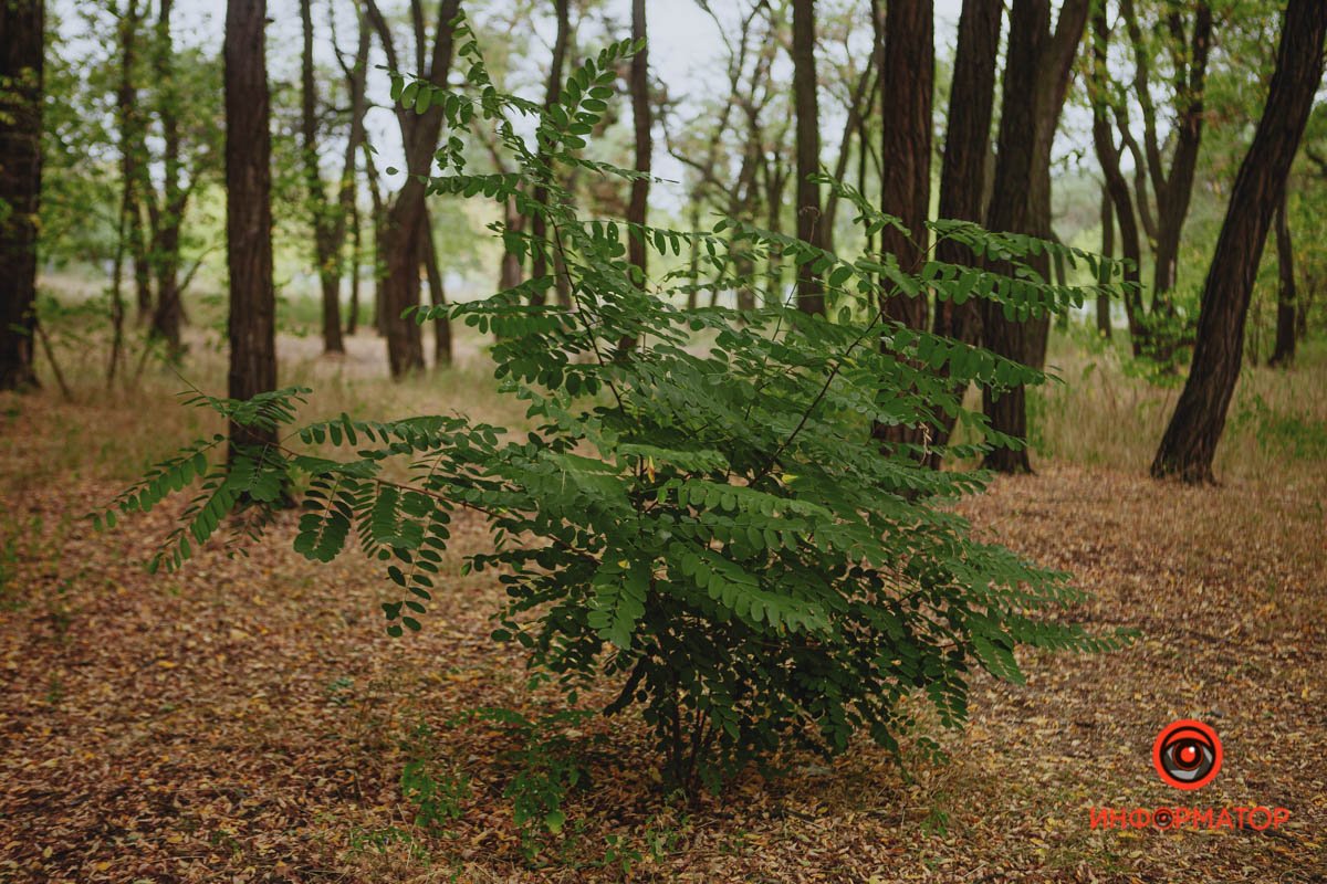 Искать белочек Искать белочек