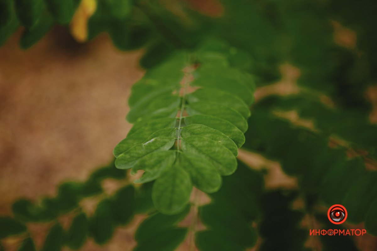 Наслаждаться Наслаждаться