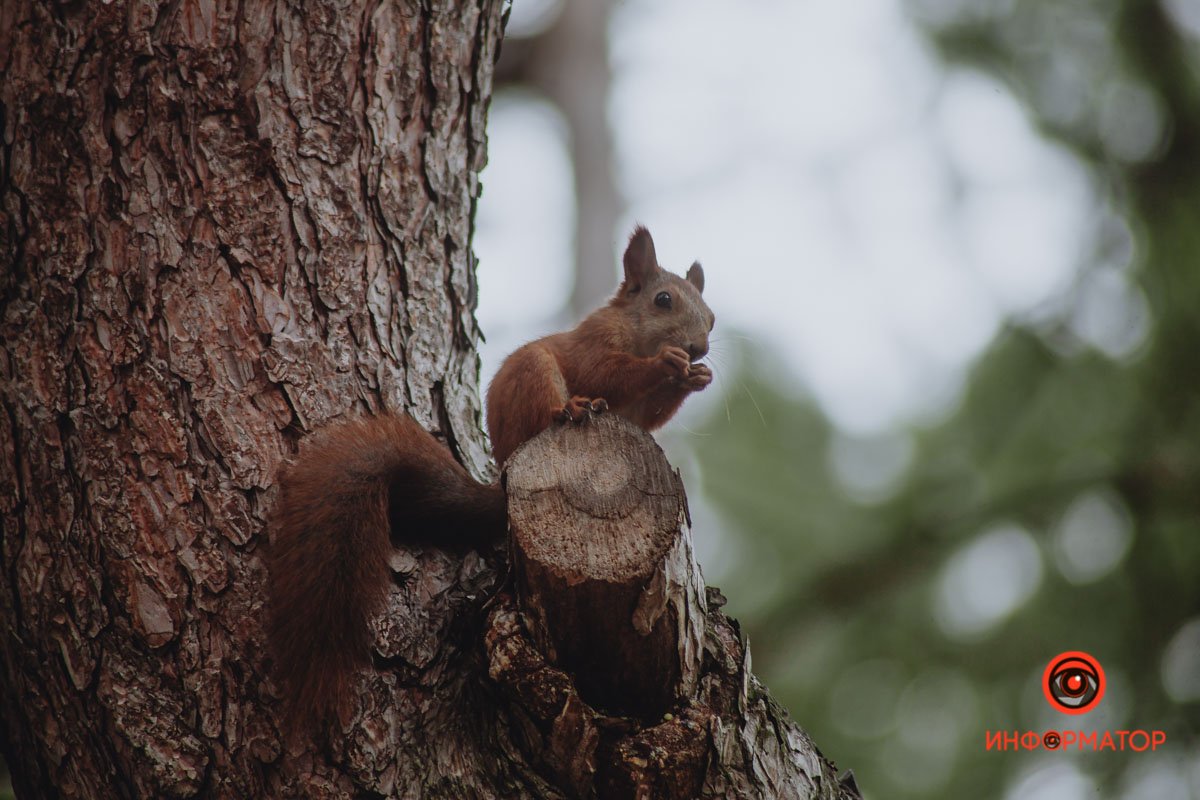 Стойка в кикбоксинге Стойка в кикбоксинге