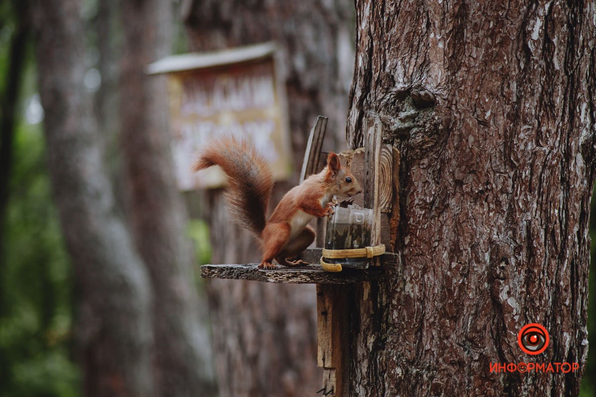 Но я же оставлял орех прямо тут Но я же оставлял орех прямо тут
