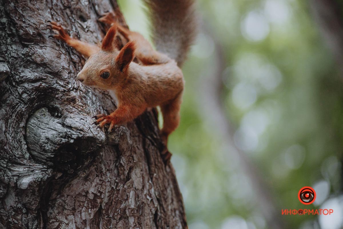 Отдавай! Отдавай!