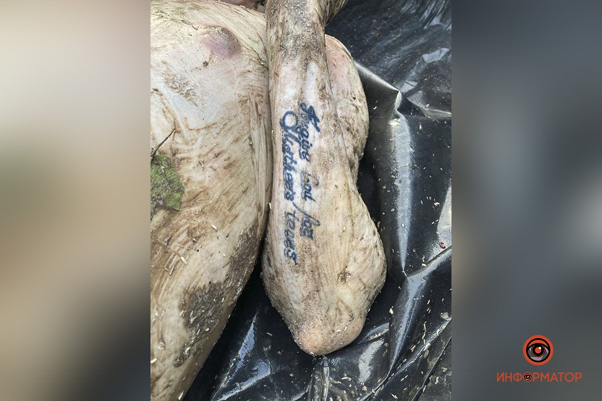 Татуировка на левом предплечье Татуировка на левом предплечье