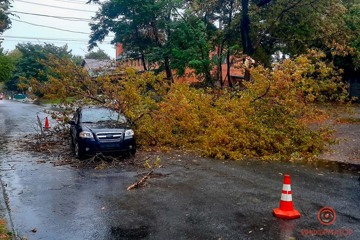 На улице Надежды Алексеенко дерево упало на проезжую часть На улице Надежды Алексеенко дерево упало на проезжую часть