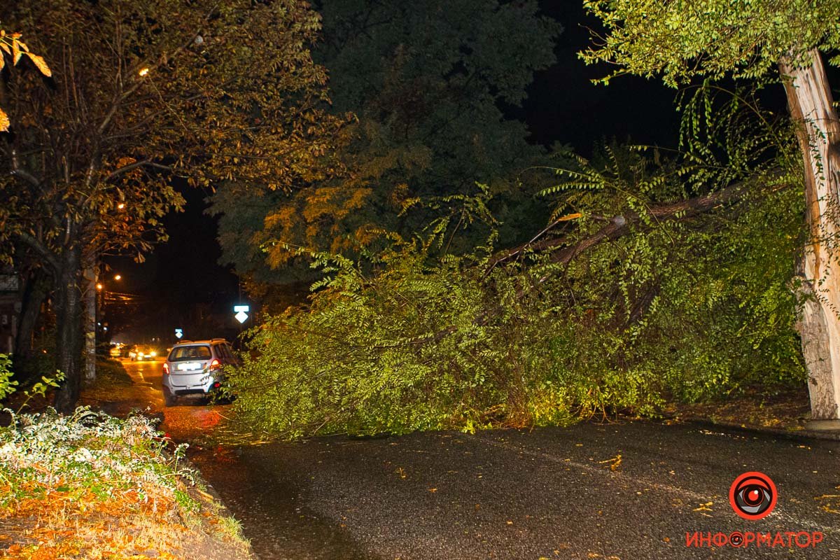 Дерево упало на проезжую часть по Орловской в районе дома №3 Дерево упало на проезжую часть по Орловской в районе дома №3