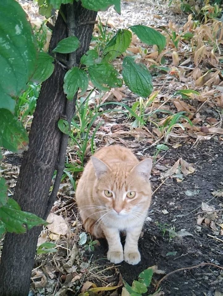 В Днепре пропало много животных: помогите найти 4