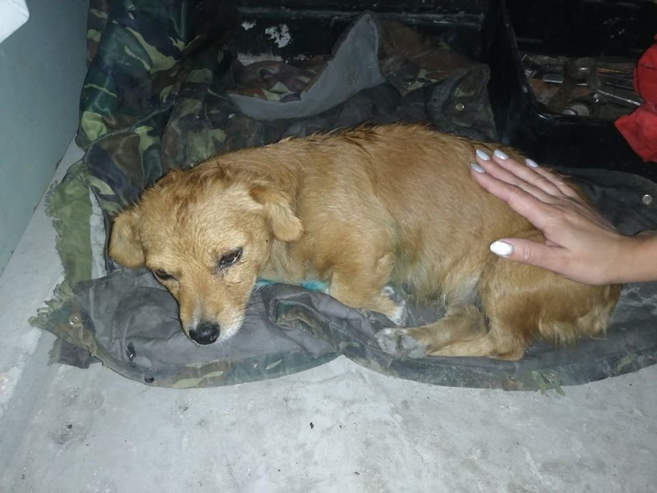 В Днепре пропало много животных: помогите найти 6