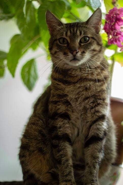 Подарите тепло и уют: какие животные ищут дом в Днепре 1