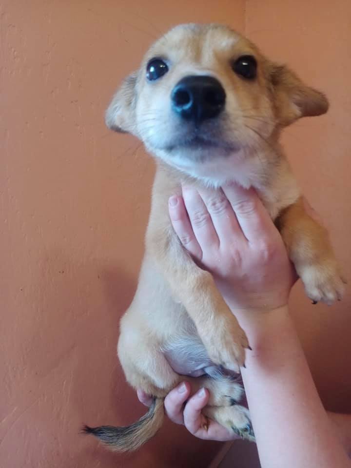 Подарите тепло и уют: какие животные ищут дом в Днепре 2