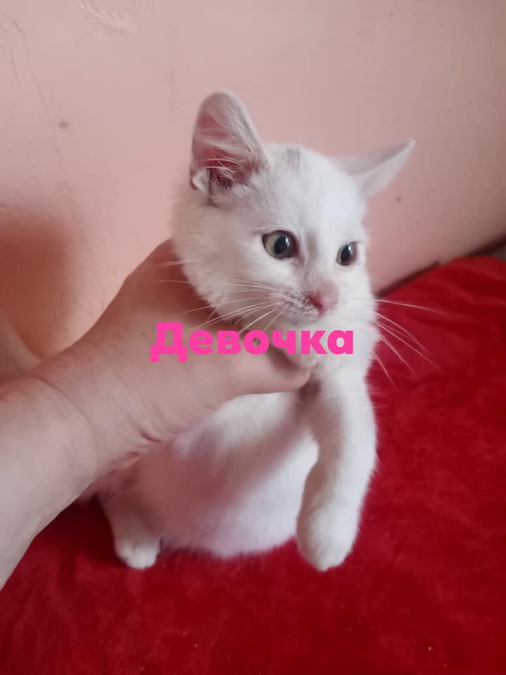 Подарите тепло и уют: какие животные ищут дом в Днепре 3