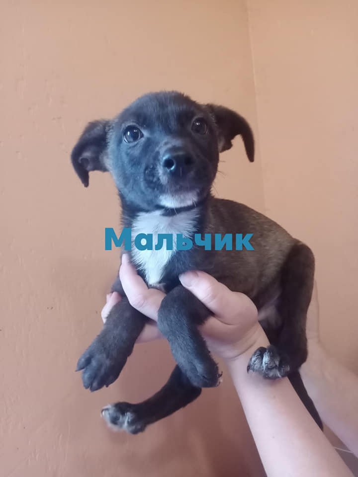 Подарите тепло и уют: какие животные ищут дом в Днепре 4