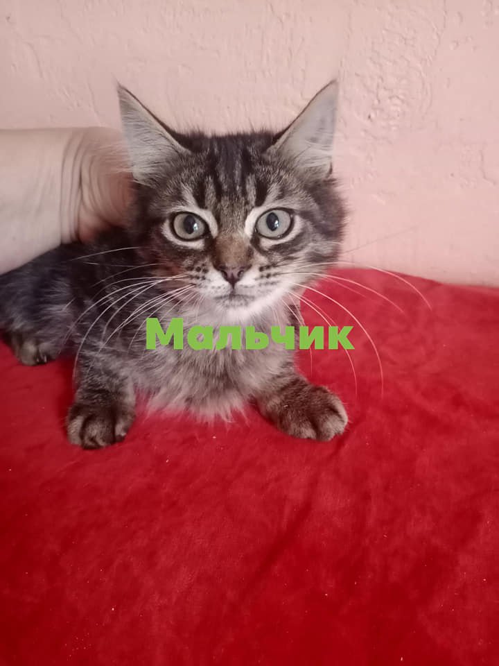 Подарите тепло и уют: какие животные ищут дом в Днепре 5