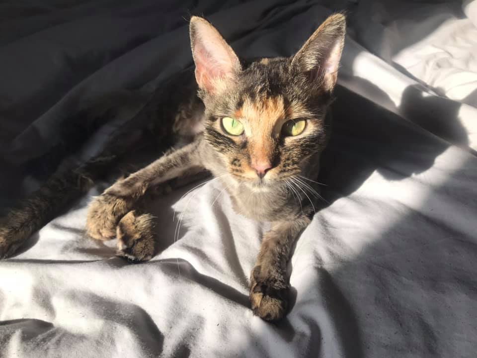 Подарите тепло и уют: какие животные ищут дом в Днепре 6