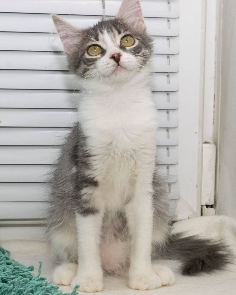 Подарите тепло и уют: какие животные ищут дом в Днепре 8