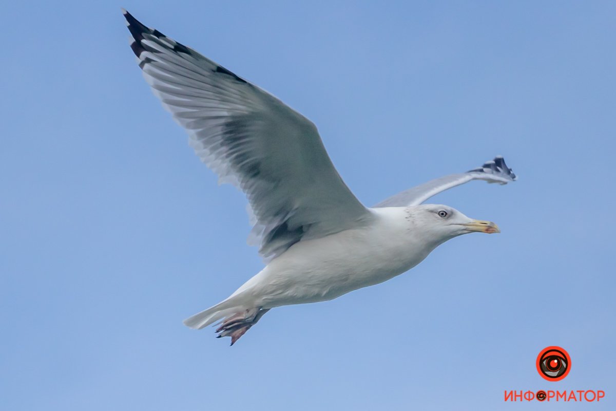 Днепр в лицах, мордочках и клювиках