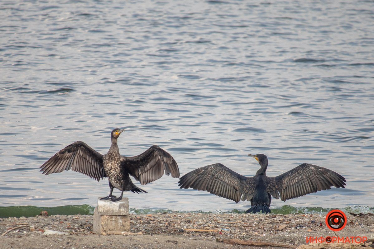 - Братааааан! - Братаааан!