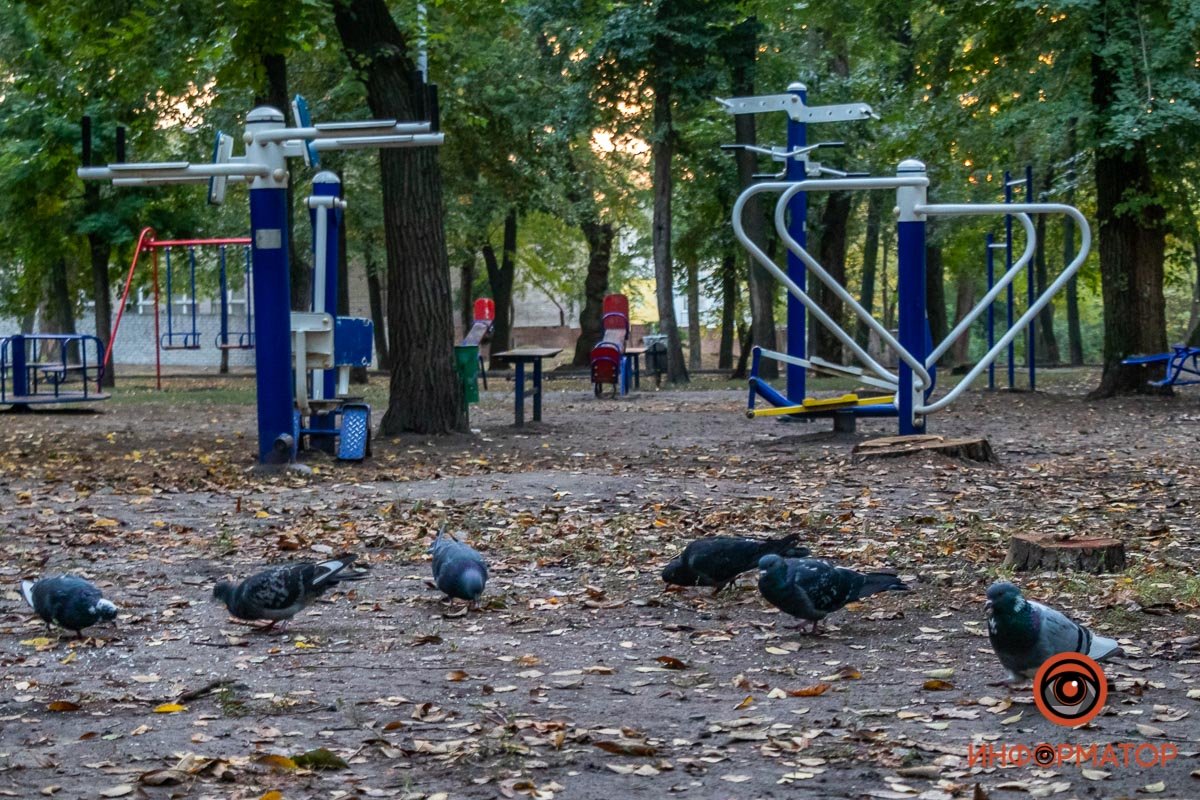 Что там сегодня в голубином меню? Что там сегодня в голубином меню?