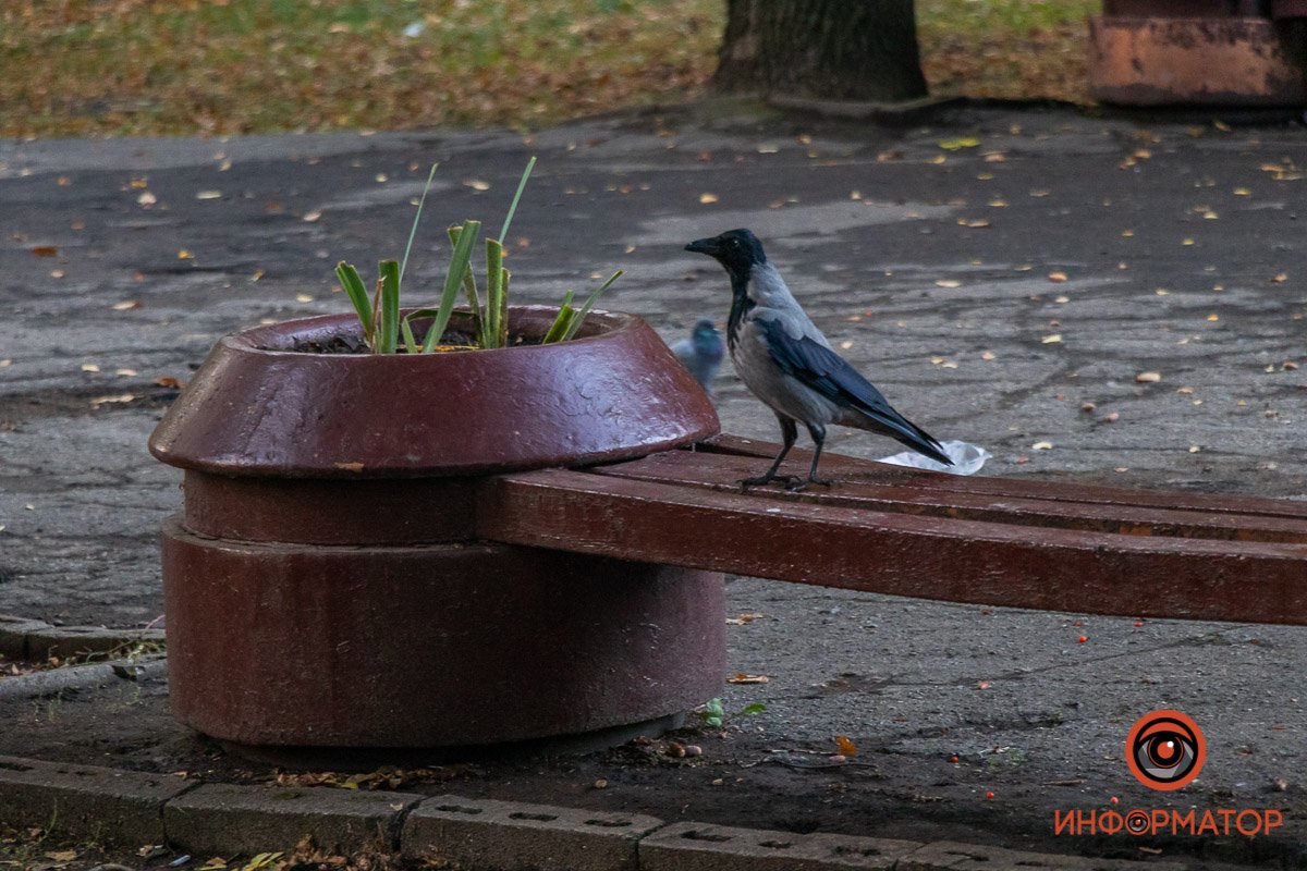 Ворона отдыхает, ей еще целый день летать Ворона отдыхает, ей еще целый день летать