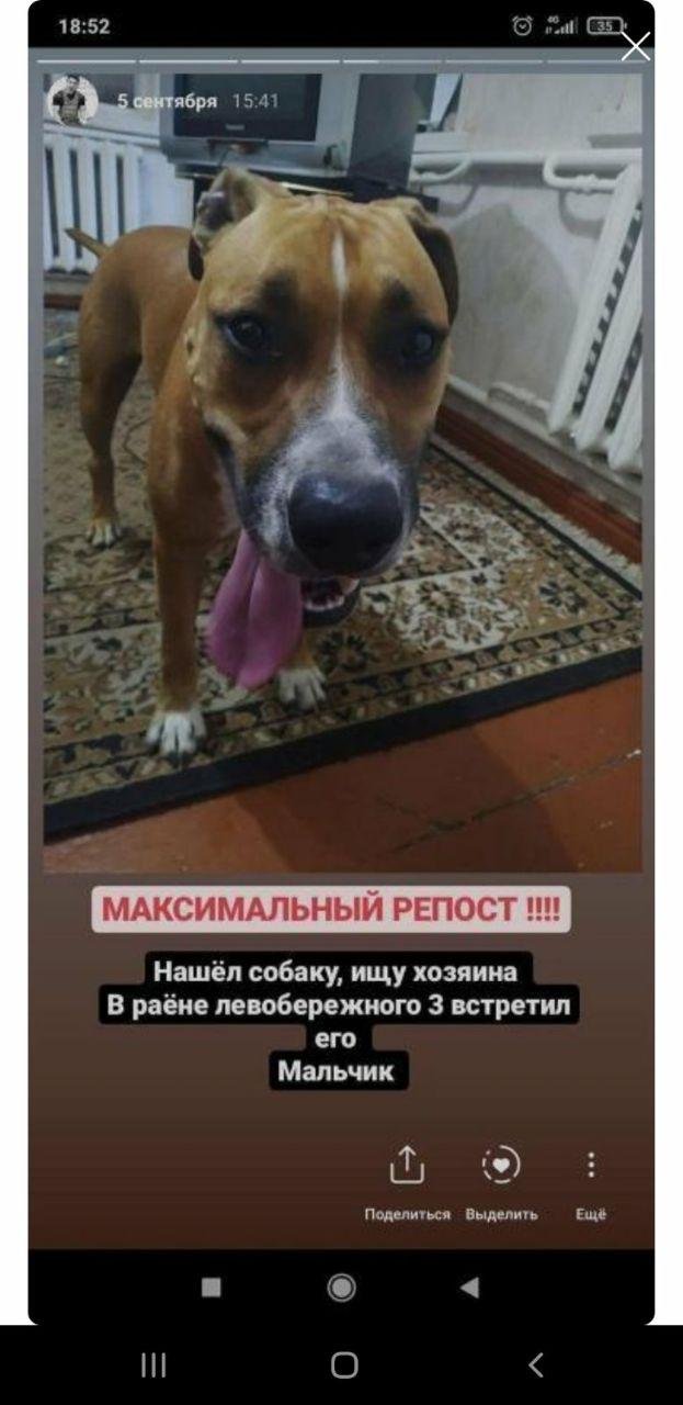 История от 5 сентября о том, что найден пес История от 5 сентября о том, что найден пес