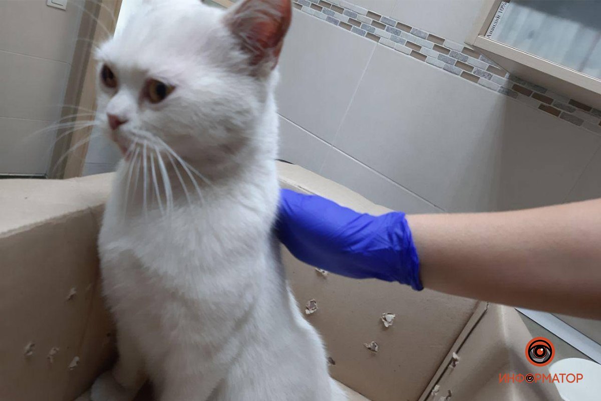 Снежка нуждается в срочной помощи