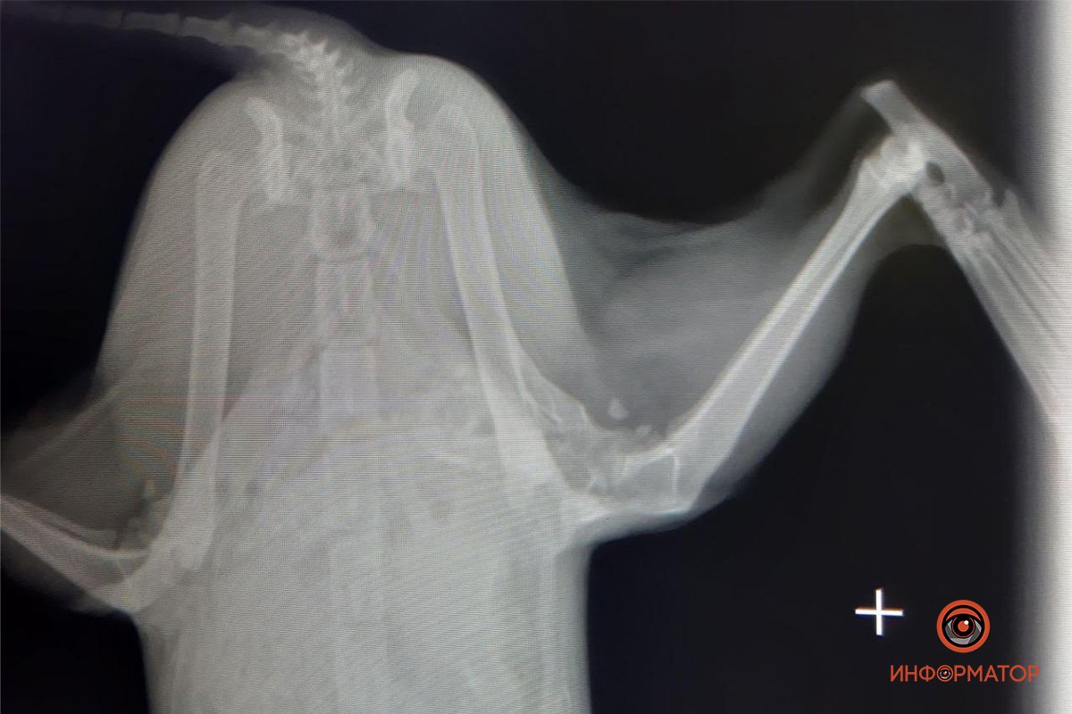 Тяжелый перелом лапы