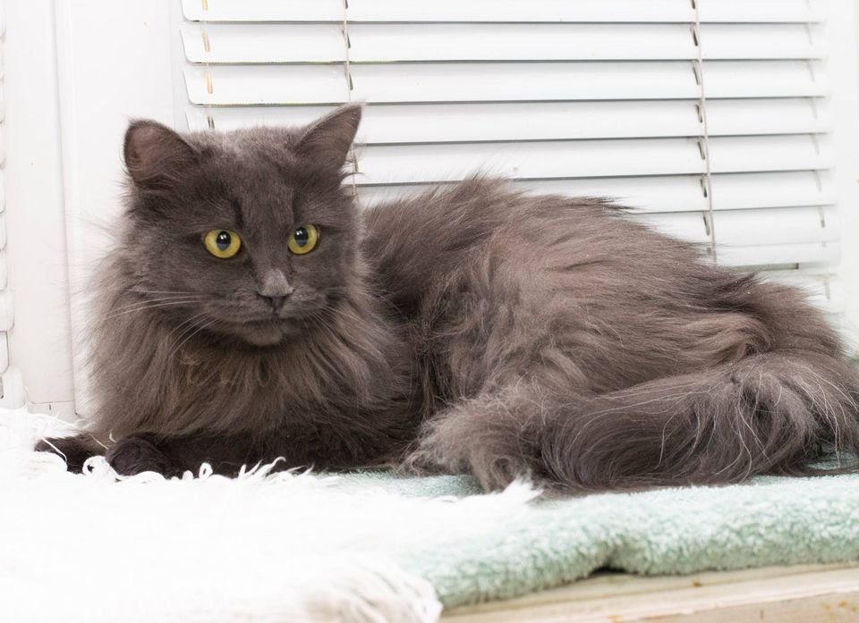 Подарите тепло и уют: какие животные ищут дом в Днепре 1