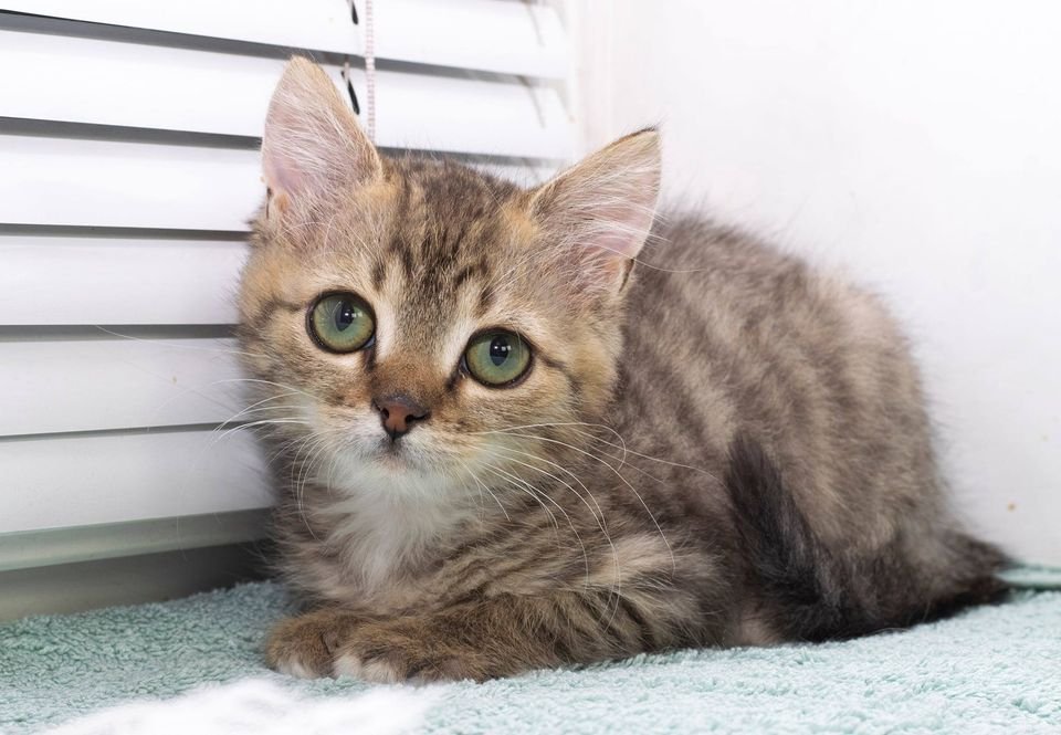 Подарите тепло и уют: какие животные ищут дом в Днепре 2