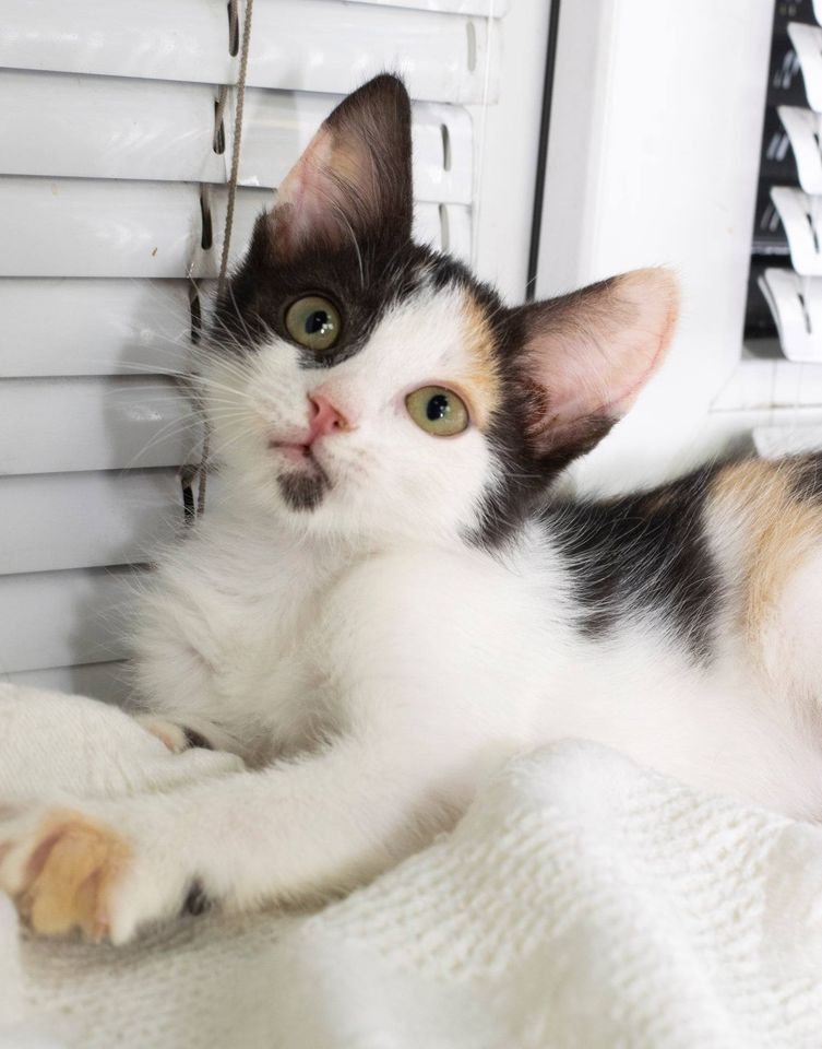 Подарите тепло и уют: какие животные ищут дом в Днепре 3