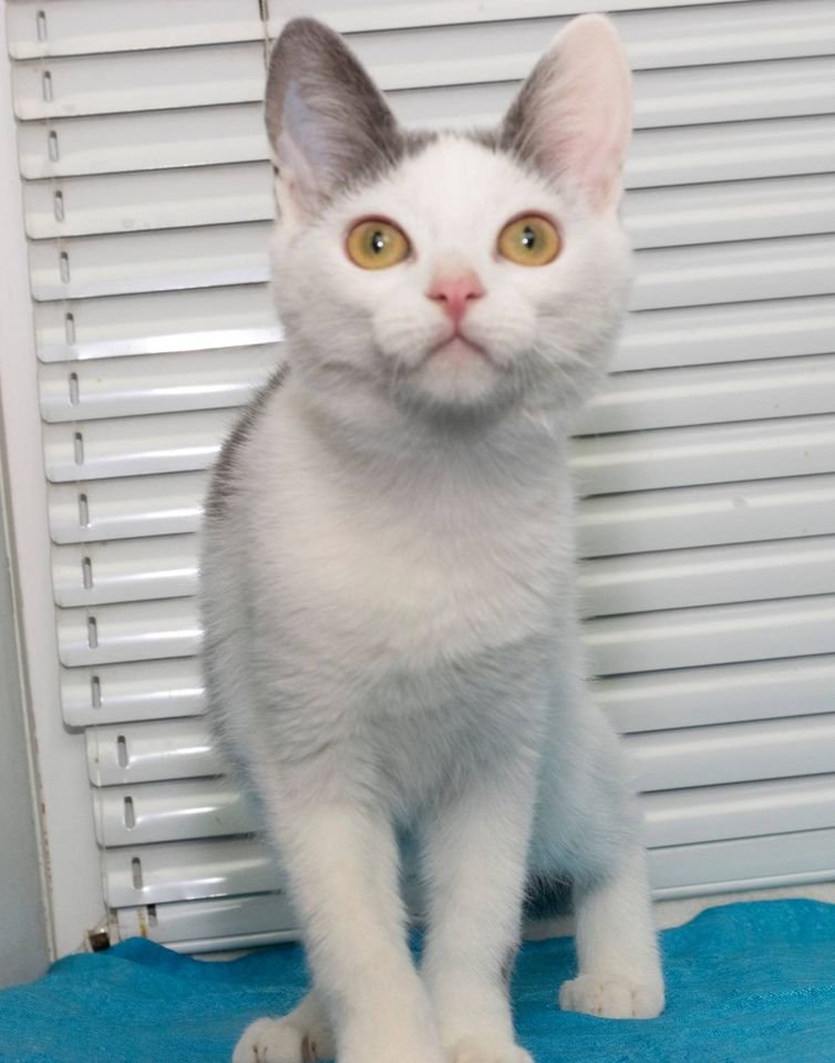 Подарите тепло и уют: какие животные ищут дом в Днепре 4