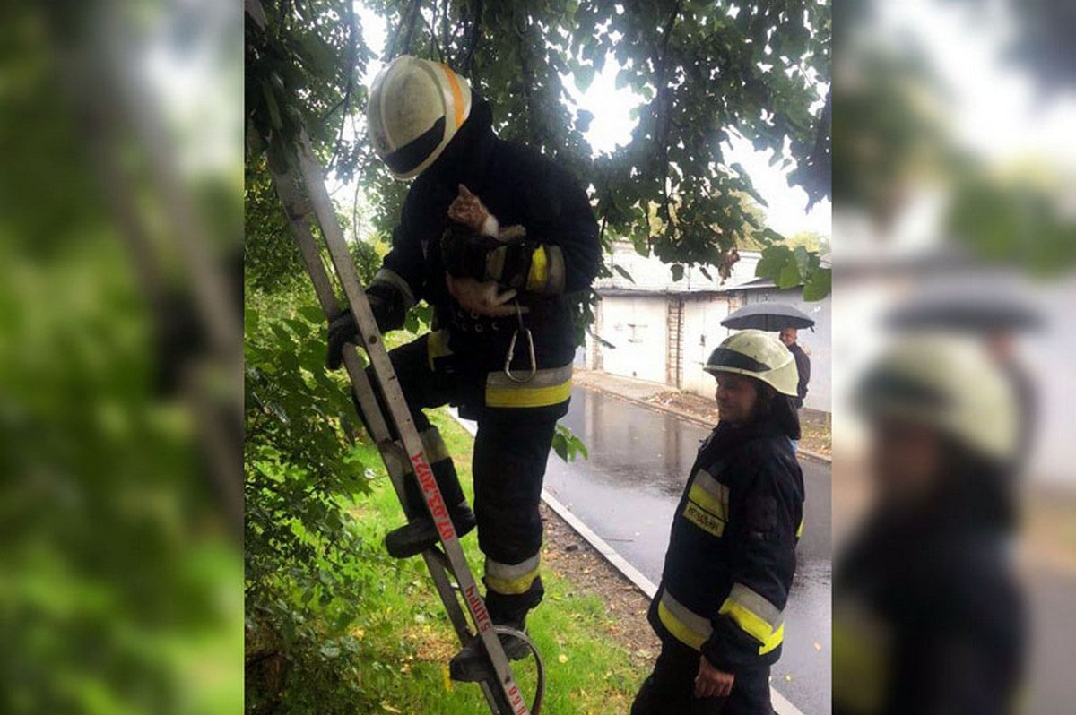 Котенка сняли с дерева