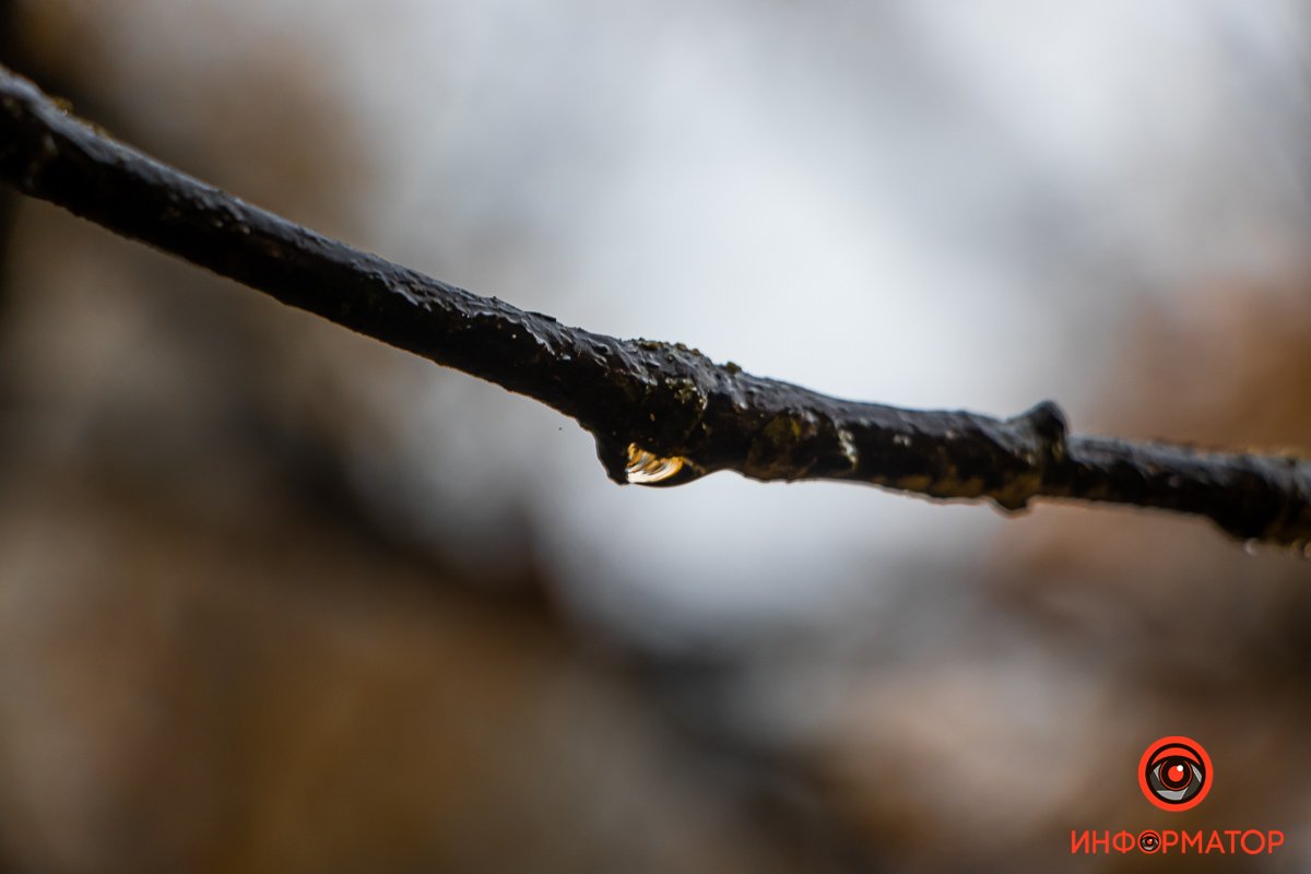 Прозрачные капли дождя Прозрачные капли дождя