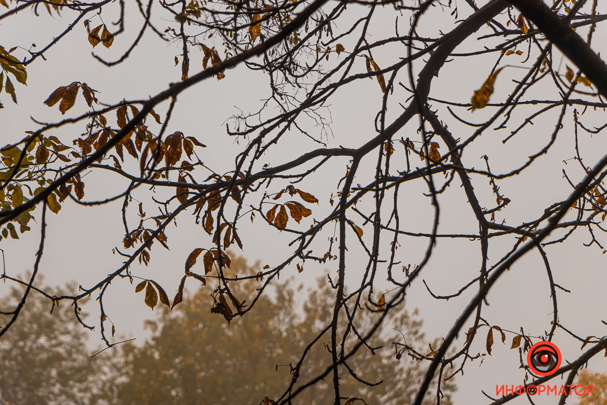 Черная решетка веток на фоне бесцветного неба Черная решетка веток на фоне бесцветного неба