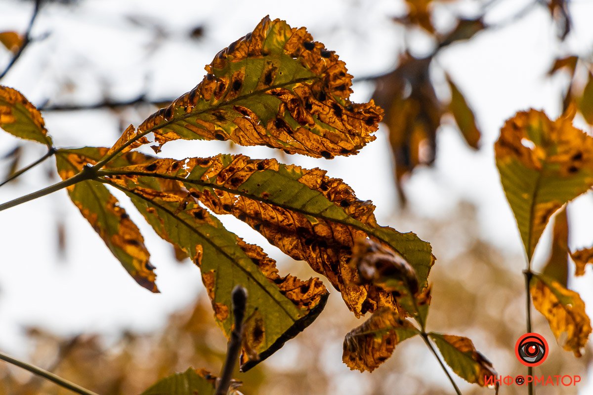 Прожженые листья Прожженные листья