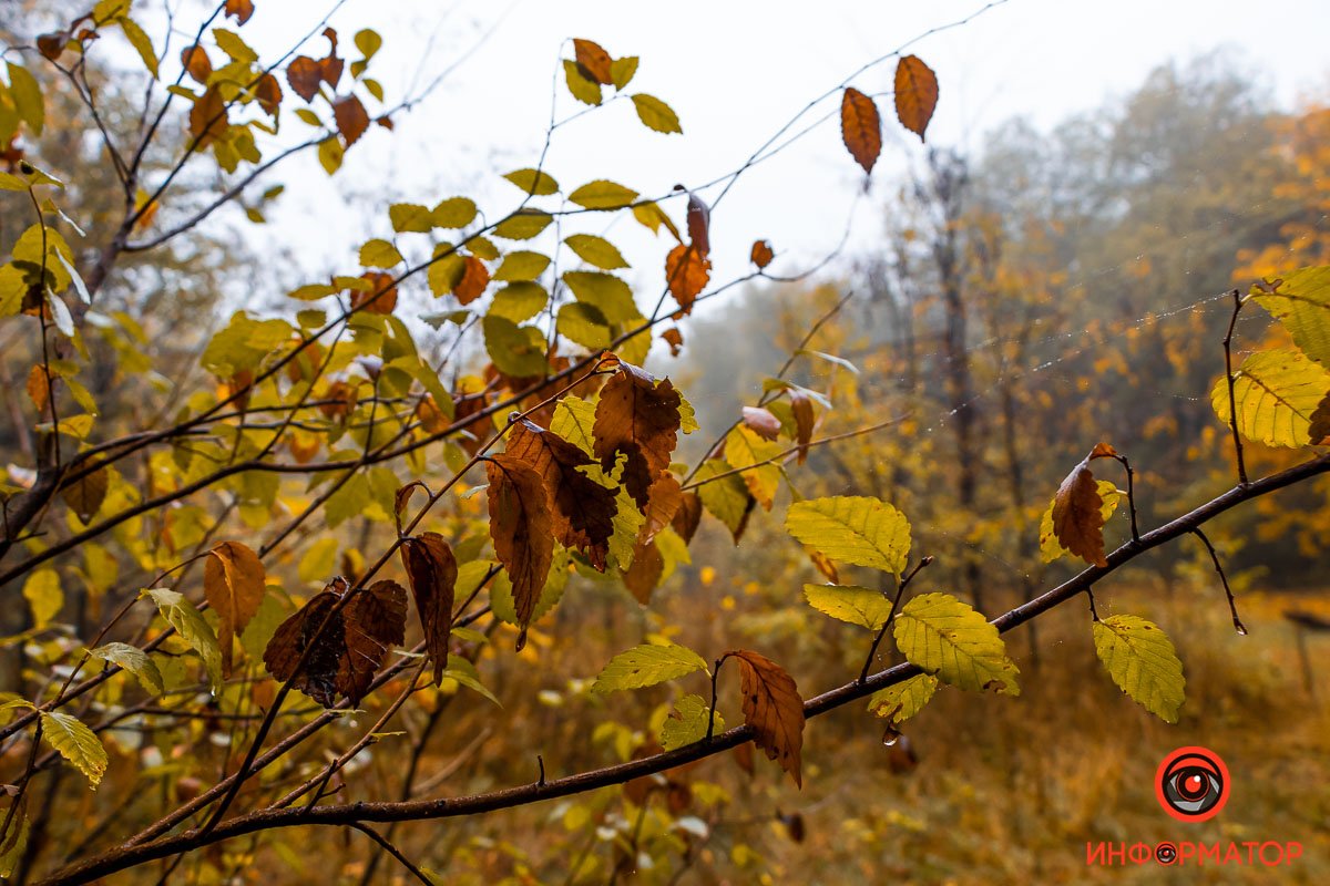 А буквально месяц назад ветви были полны зелени А буквально месяц назад ветви были полны зелени