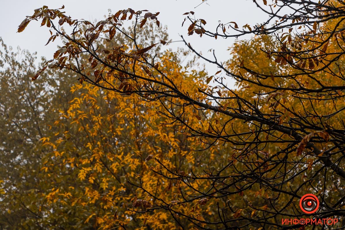Где-то листьев больше, где-то - меньше Где-то листьев больше, где-то - меньше