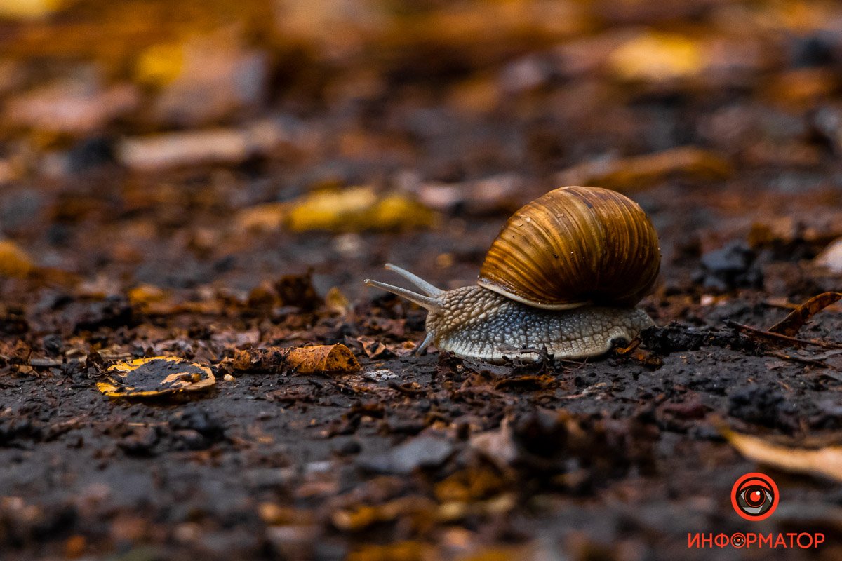 От дождя растут цветы, а они делают улиток счастливыми От дождя растут цветы, а они делают улиток счастливыми